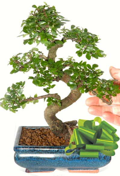 Yaklak 25 cm boyutlarnda S bonsai  Nide iek sat 