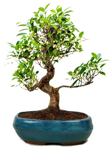 25 cm ile 30 cm aralığında Ficus S bonsai  Niğde güvenli kaliteli hızlı çiçek 