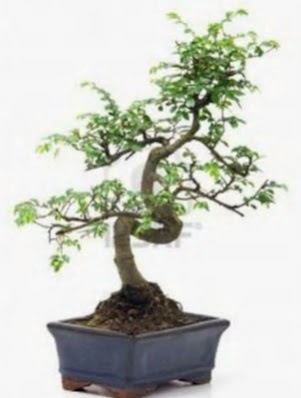 S gvde bonsai minyatr aa japon aac  Nide nternetten iek siparii 