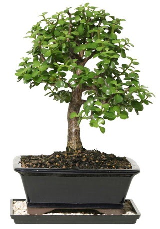 15 cm civar Zerkova bonsai bitkisi  Nide iek sat 