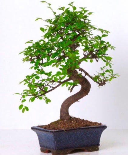 S gvdeli bonsai minyatr aa japon aac  Nide gvenli kaliteli hzl iek 