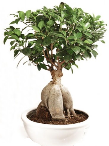 Ginseng bonsai japon aac ficus ginseng  Nide kaliteli taze ve ucuz iekler 