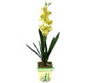 Özel Yapay Orkide Sari  Niğde çiçek mağazası , çiçekçi adresleri 