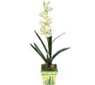 Özel Yapay Orkide Beyaz   Niğde çiçek servisi , çiçekçi adresleri 