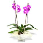  Niğde İnternetten çiçek siparişi  Cam yada mika vazo içerisinde  1 kök orkide