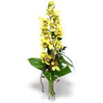  Niğde kaliteli taze ve ucuz çiçekler  cam vazo içerisinde tek dal canli orkide