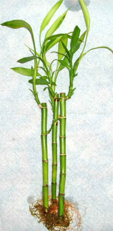 Lucky Bamboo 3 adet vazo hediye edilir   Nide internetten iek sat 
