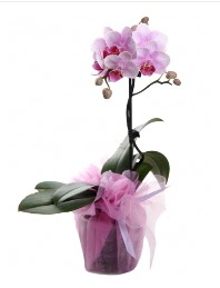 1 dal pembe orkide saksı çiçeği  Niğde anneler günü çiçek yolla 