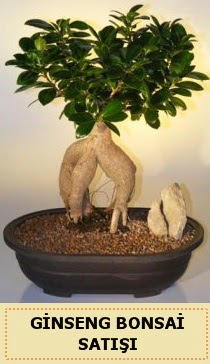 İthal Ginseng bonsai satışı japon ağacı  Niğde çiçek satışı 