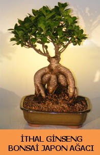 İthal japon ağacı ginseng bonsai satışı  Niğde kaliteli taze ve ucuz çiçekler 