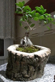 Ahşap kütük içerisinde ginseng bonsai  Niğde hediye çiçek yolla 