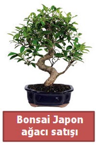 Japon ağacı bonsai satışı  Niğde çiçek satışı 