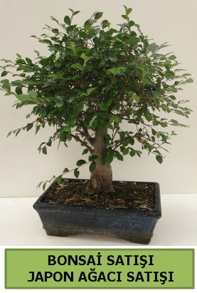 Minyatr bonsai japon aac sat  Nide gvenli kaliteli hzl iek 
