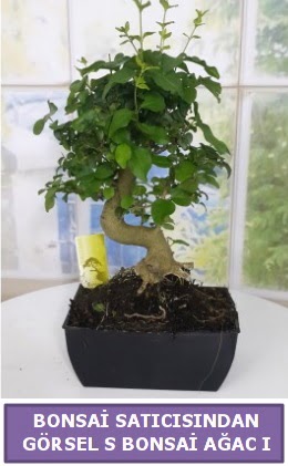 S dal eğriliği bonsai japon ağacı  Niğde İnternetten çiçek siparişi 