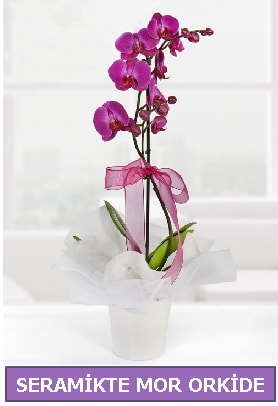 Seramik içerisinde birinci kalite tek dallı mor orkide  Niğde kaliteli taze ve ucuz çiçekler 