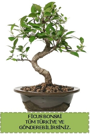 Ficus bonsai  Niğde güvenli kaliteli hızlı çiçek 