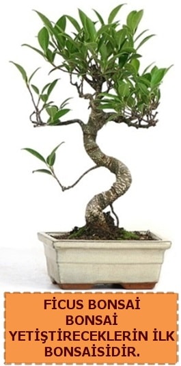 Ficus bonsai 15 ile 25 cm arasındadır  Niğde yurtiçi ve yurtdışı çiçek siparişi 