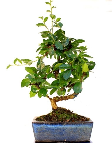 S gövdeli carmina bonsai ağacı  Niğde yurtiçi ve yurtdışı çiçek siparişi  Minyatür ağaç