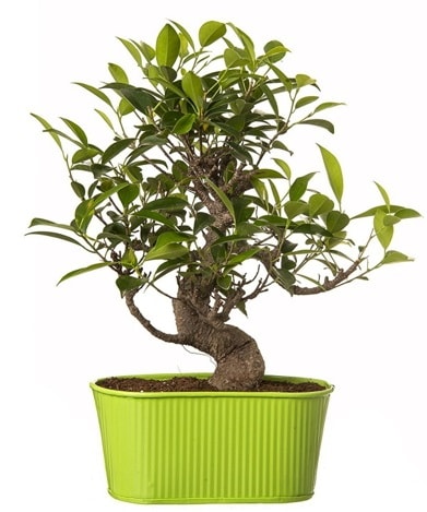 Ficus S gövdeli muhteşem bonsai  Niğde çiçek satışı 